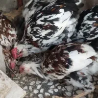 ۶ عدد جوجه خروس گلین ۴ماه و نیم