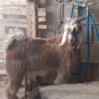 کهره نر