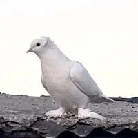 طوقی سینه خال دم سفید کبوتر راعبی سار سوسکی