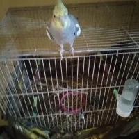 مرغ عروس سخنگو