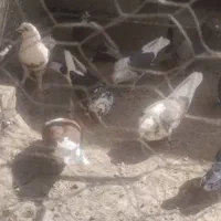 تعدادی کبوتر ...|پرنده|بافت, |دیوار