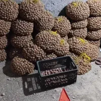 گردو|خوردنی و آشامیدنی|سروآباد, |دیوار