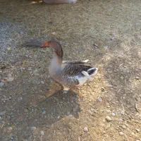 یک غز نر چاق برای فروش دارم