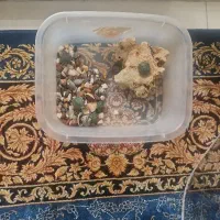 آکواریوم