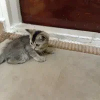 گربه