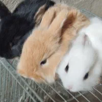 بچه خرگوش|موش و خرگوش|دوگنبدان, |دیوار