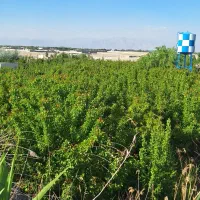 500متر باغچه‌ دومیلیارد و هشتصد میلیون تومان