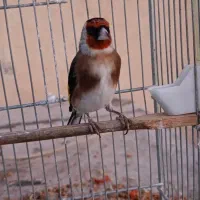 سهره|پرنده|دماوند, گیلاوند|دیوار