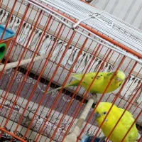 مرغ عشق سرحال باقفس بزرگ|پرنده|اهواز, چهارصد دستگاه|دیوار