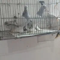 کبوتر ها عجبشیر میباشد