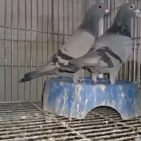 فروش کبوتر مسافتی پلاکی آلمانی مدرکدار