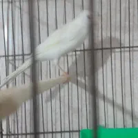سلام فروشی یک قناری سفیدنرخوشگل و سالم سالم