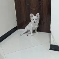 سگ خونگی نژاد اشپیتز واکسن زده شده با شناسنامه