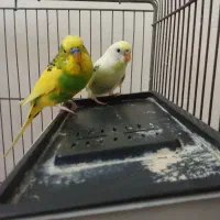 یک جفت مرغ عشق