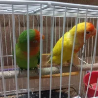 کوتوله|پرنده|مشهد, ایثار|دیوار