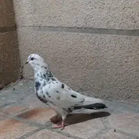 قره عرب و جو قویخ