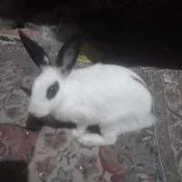 خرگوش سفیدرام ودستی