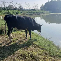 گاو ماده ۴ ماه بار دار به فروش میرسد|حیوانات مزرعه|سنگر, |دیوار