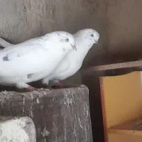 کبوتر دونسته