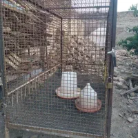 قفس آهنی برا نگهداری تمام حیوانات