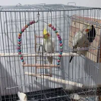 مولد عروس هلندی