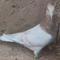 هفرنگ پرتقالی ماده و ی جف سیاپوش