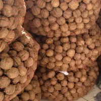 گردو درجه ۱
