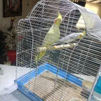 عروس هلندی مولد|پرنده|آبسرد, |دیوار