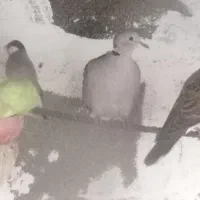 کبوتر زینتی