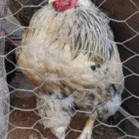 فروش خروس محلی