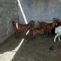 بز زاییده پاکستانی