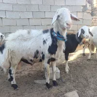 قوچ شیشک پلنگی