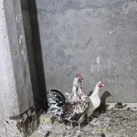 مرغ وخروس گلین