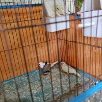 پرنده فنچ|پرنده|یاسوج, |دیوار