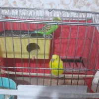 یک جفت مرغ عشق با وسایل