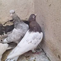کفتر رنگی  کله ای دمسفید دوکت دمبی دمسیاه قره سوری