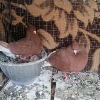 نر ماده دمسفید با دو جوجه