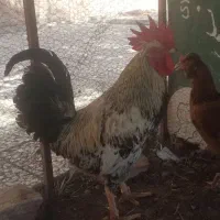 خروس