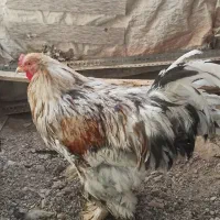 خروس برهما بزرگ|حیوانات مزرعه|اصفهان, همت‌آباد|دیوار