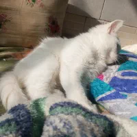 گربه لوس ماده اسکاتیش چشم دو رنگ|گربه|طرقبه, |دیوار