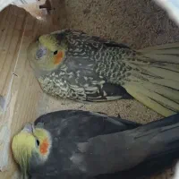 جفت عروس هلندی|پرنده|فسا, |دیوار