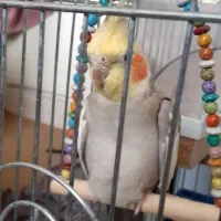 عروس هلندی ماده  ۲ ساله خواهانم