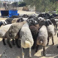 شبانروز درعرصه زنده فروش گوسفند گوشتی بهداشتی٪