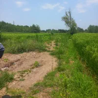 زمین کشاورزی به متراژ ۱۰۰۰متر|فروش دفتر صنعتی، کشاورزی، تجاری|رشت, حومه رشت|دیوار