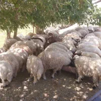 ۹۰عدد بره|حیوانات مزرعه|اهواز, بهارستان|دیوار