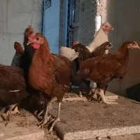 معاوضه جوجه خروس با جوجه مرغ