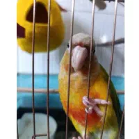 گرینچیک با قرمزی بالا
