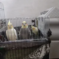 جفت‌عروس‌هلندی|پرنده|خرم‌آباد, |دیوار