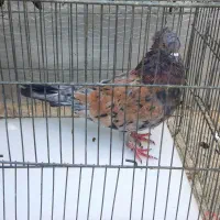 کبوتر رنگی،پرشی،|پرنده|قم, انسجام|دیوار