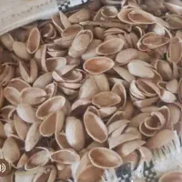 کربن پسته|عمده‌فروشی|اصفهان, گورت|دیوار